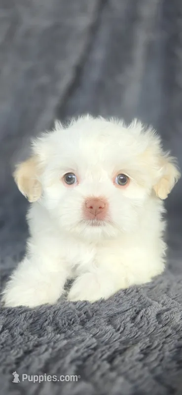 Snow – Maltese, Shih Tzu puppy for sale in Camilla, GA