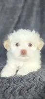 Snow, a female Maltese and Shih Tzu for sale in Camilla, GA – 1 of 6