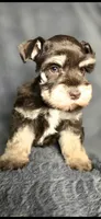 Annie, a female Miniature Schnauzer for sale in Camilla, GA – 4 of 5