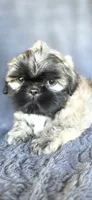 Duce, a male Shih Tzu for sale in Camilla, GA – 4 of 7