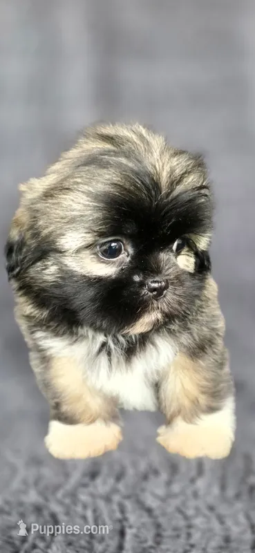 Rip – Shih Tzu puppy for sale in Camilla, GA