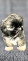 Rip, a male Shih Tzu for sale in Camilla, GA – 1 of 6
