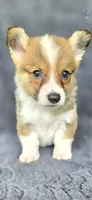 Brownie, a male Cardigan Welsh Corgi and Pembroke Welsh Corgi for sale in Camilla, GA – 6 of 6