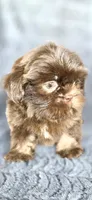 Linus, a male Shih Tzu for sale in Camilla, GA – 3 of 6