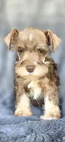 Andy, a male Miniature Schnauzer for sale in Camilla, GA – Photo 3 of 5