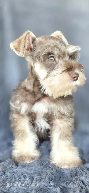 Andy – Miniature Schnauzer puppy on hold in Camilla, GA