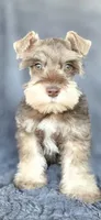 Andy, a male Miniature Schnauzer for sale in Camilla, GA – Photo 2 of 6