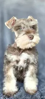 Andy, a male Miniature Schnauzer for sale in Camilla, GA – Photo 3 of 6
