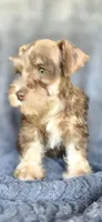 Andy, a male Miniature Schnauzer for sale in Camilla, GA – Photo 4 of 5