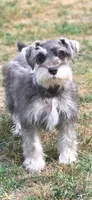 Andy, a male Miniature Schnauzer for sale in Camilla, GA – Photo 6 of 6