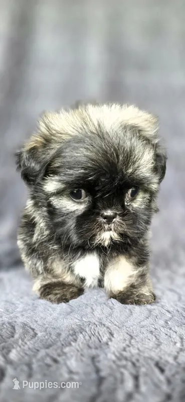 Tater Tot – Shih Tzu puppy for sale in Camilla, GA