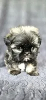 Tater Tot, a male Shih Tzu for sale in Camilla, GA – 1 of 6