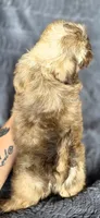 Charlie Brown, a male Shih Tzu for sale in Camilla, GA – 4 of 5