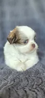Dorothy, a female Pomeranian and Shih Tzu for sale in Camilla, GA – 4 of 5