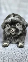 Junior, a male Shih Tzu for sale in Camilla, GA – 2 of 6