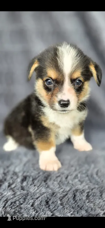 Click – Cardigan Welsh Corgi, Pembroke Welsh Corgi puppy for sale in Camilla, GA