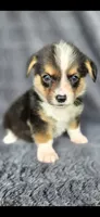 Click, a male Cardigan Welsh Corgi and Pembroke Welsh Corgi for sale in Camilla, GA – 1 of 5