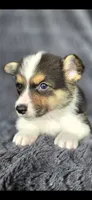 Scooby, a male Cardigan Welsh Corgi and Pembroke Welsh Corgi for sale in Camilla, GA – 4 of 4