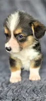 Click, a male Cardigan Welsh Corgi and Pembroke Welsh Corgi for sale in Camilla, GA – 4 of 5