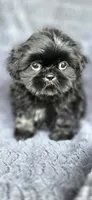 Big Mac, a male Shih Tzu for sale in Camilla, GA – 3 of 6