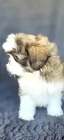 Papi, a male Shih Tzu for sale in Camilla, GA – 6 of 7