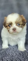Blanch, a female Pomeranian and Shih Tzu for sale in Camilla, GA – 2 of 5