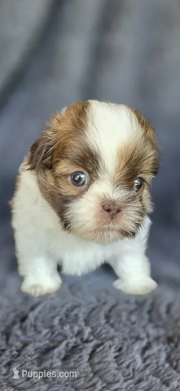 Romeo – Pomeranian, Shih Tzu puppy for sale in Camilla, GA
