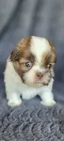 Romeo, a male Pomeranian and Shih Tzu for sale in Camilla, GA – 1 of 5