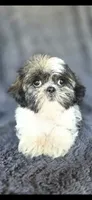 Mater, a male Shih Tzu for sale in Camilla, GA – 2 of 5