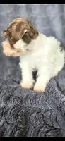 Hugo, a male Miniature Schnauzer for sale in Camilla, GA – 2 of 6