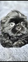 Big Mac, a male Shih Tzu for sale in Camilla, GA – 4 of 6