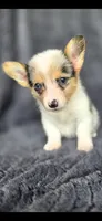 Candy, a female Cardigan Welsh Corgi and Pembroke Welsh Corgi for sale in Camilla, GA – 5 of 6