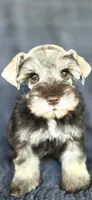 Mercedes, a female Miniature Schnauzer for sale in Camilla, GA – 5 of 6