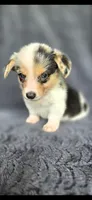 Piggy, a female Cardigan Welsh Corgi and Pembroke Welsh Corgi for sale in Camilla, GA – 2 of 7