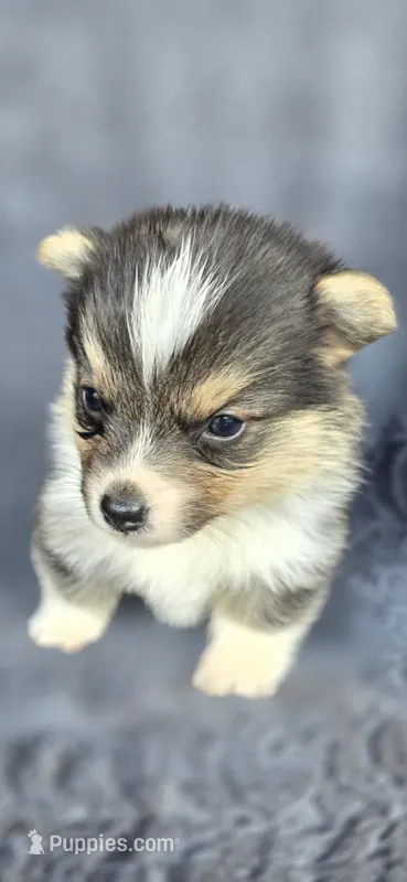 Pepi – Cardigan Welsh Corgi, Pembroke Welsh Corgi puppy for sale in Camilla, GA