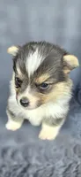 Pepi, a male Cardigan Welsh Corgi and Pembroke Welsh Corgi for sale in Camilla, GA – Photo 1 of 5