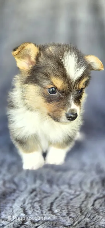 Pepi – Cardigan Welsh Corgi, Pembroke Welsh Corgi puppy for sale in Camilla, GA