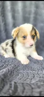 Bugsy, a male Cardigan Welsh Corgi and Pembroke Welsh Corgi for sale in Camilla, GA – 4 of 5