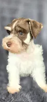 Hugo, a male Miniature Schnauzer for sale in Camilla, GA – 6 of 6