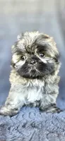 Alexa, a female Shih Tzu for sale in Camilla, GA – 3 of 8