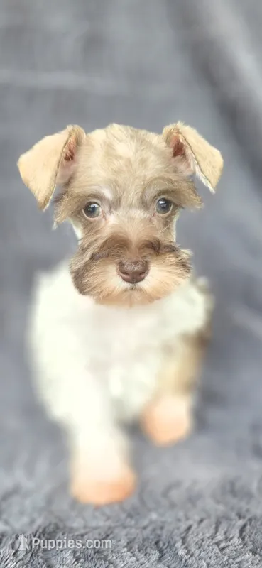 Princess – Miniature Schnauzer puppy for sale in Camilla, GA