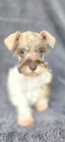 Princess, a female Miniature Schnauzer for sale in Camilla, GA – 4 of 4