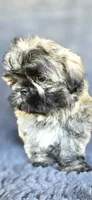 Alexa, a female Shih Tzu for sale in Camilla, GA – 5 of 8
