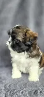 Bonnie, a female Shih Tzu for sale in Camilla, GA – 3 of 6