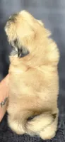 Rudy, a male Shih Tzu for sale in Camilla, GA – 6 of 6