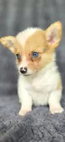 Trudy, a female Cardigan Welsh Corgi and Pembroke Welsh Corgi for sale in Camilla, GA – 4 of 5