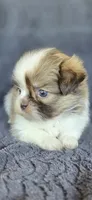 Sophia, a female Pomeranian and Shih Tzu for sale in Camilla, GA – 7 of 7