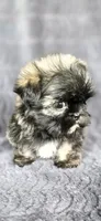 Tater Tot, a male Shih Tzu for sale in Camilla, GA – 4 of 6