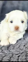 Snow, a female Maltese and Shih Tzu for sale in Camilla, GA – Photo 2 of 5