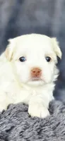 Snow, a female Maltese and Shih Tzu for sale in Camilla, GA – Photo 3 of 5
